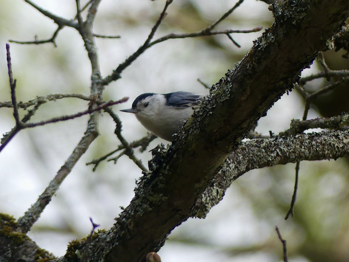 White-breasted Nuthatch - ML230773301
