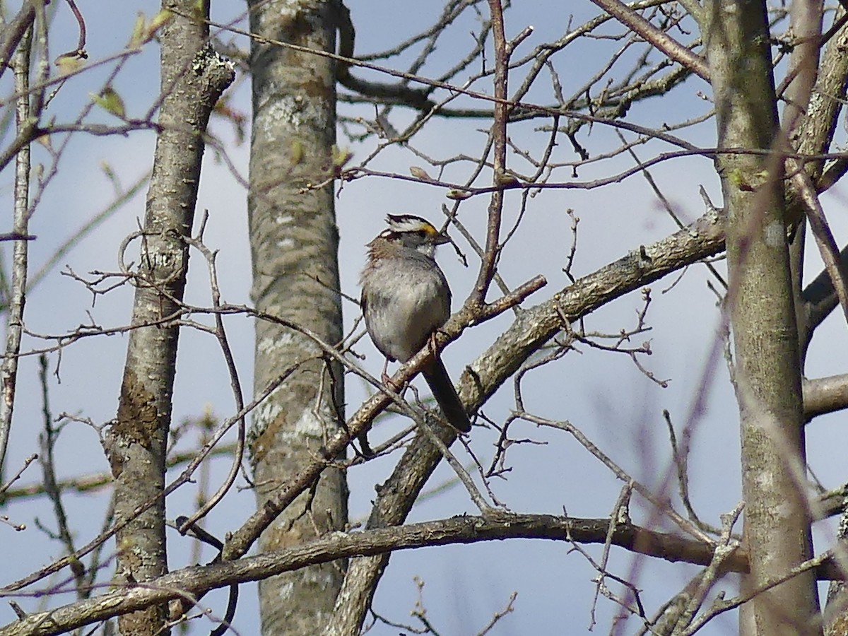White-throated Sparrow - ML230773581