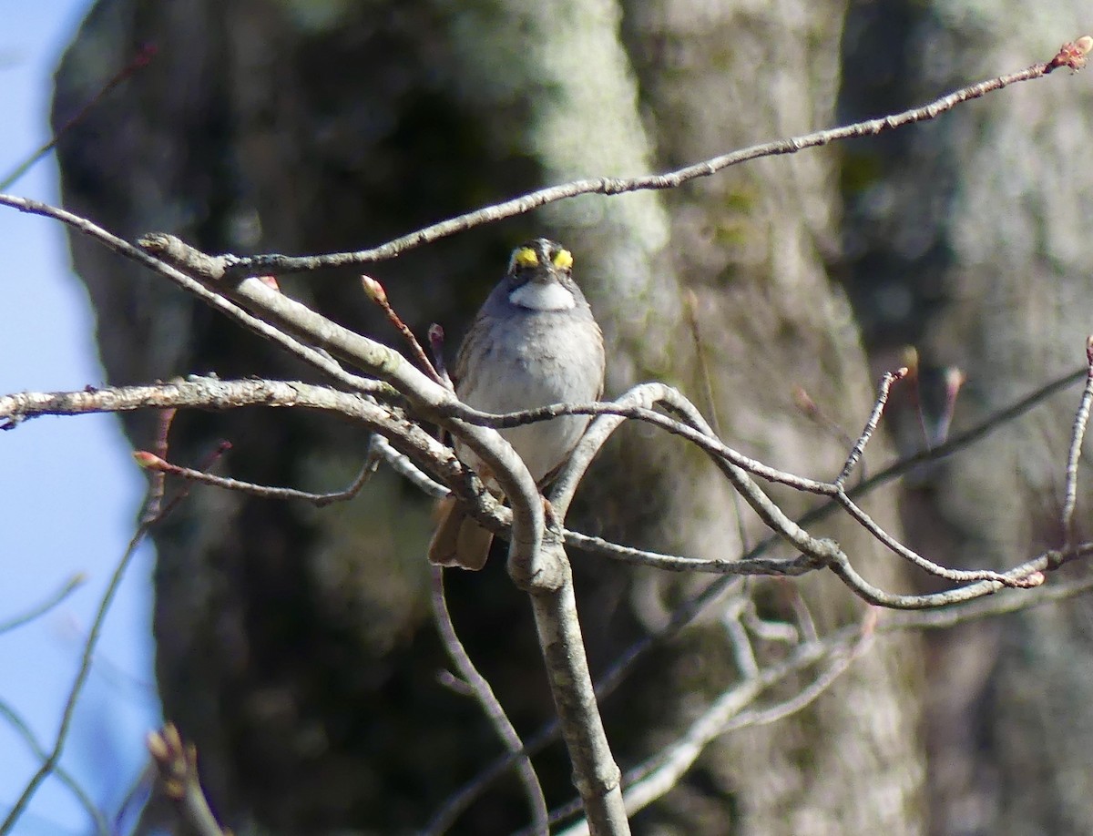 White-throated Sparrow - ML230773691