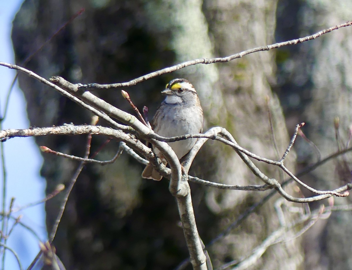 White-throated Sparrow - ML230773731