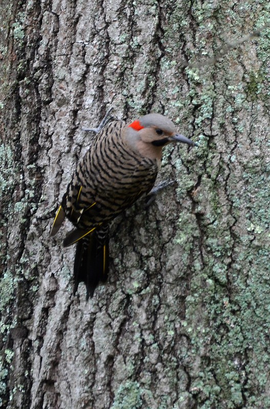 Northern Flicker (Yellow-shafted) - ML230775021