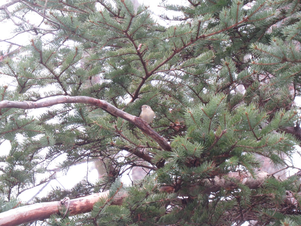 Ruby-crowned Kinglet - ML23077831