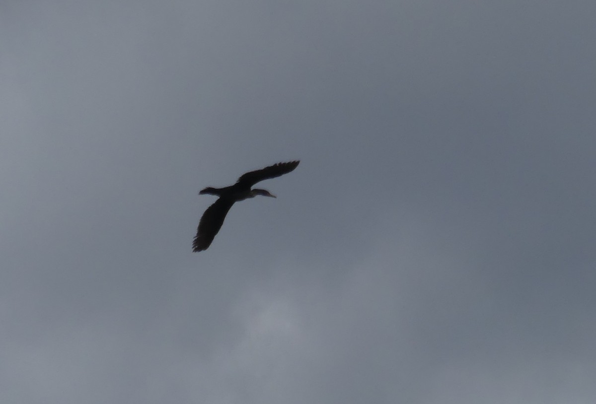 Double-crested Cormorant - ML230778481