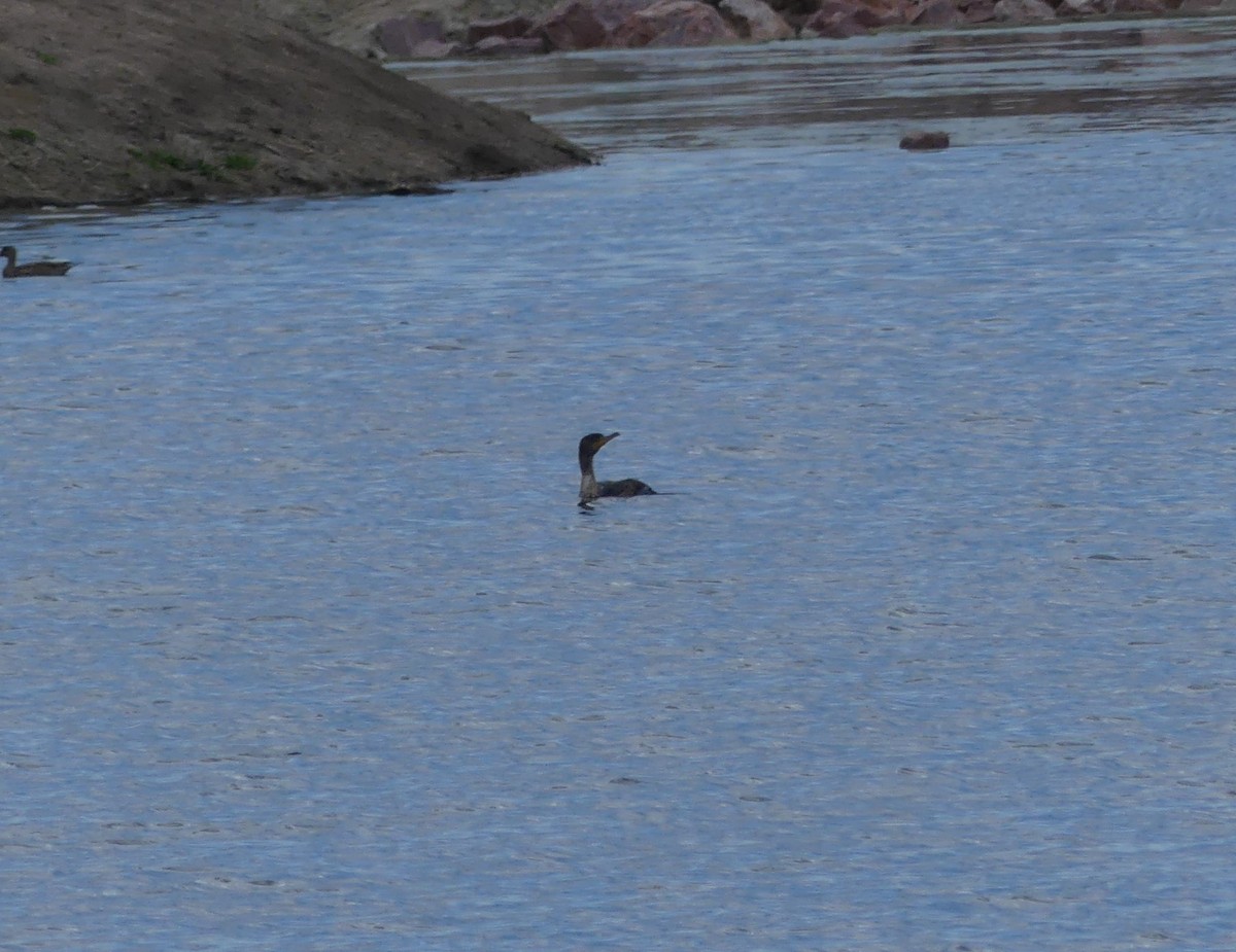 Double-crested Cormorant - ML230778491