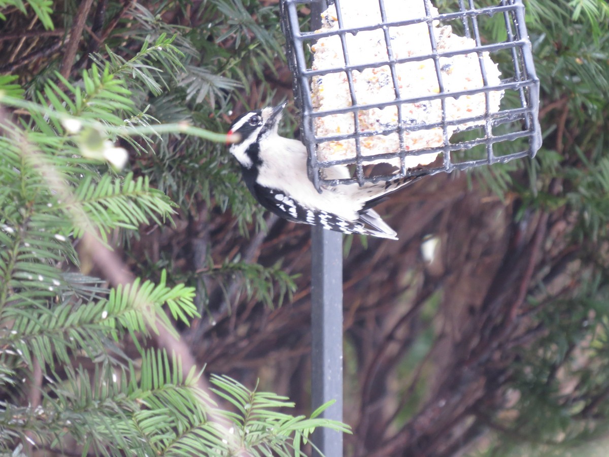 Downy Woodpecker - ML23077861