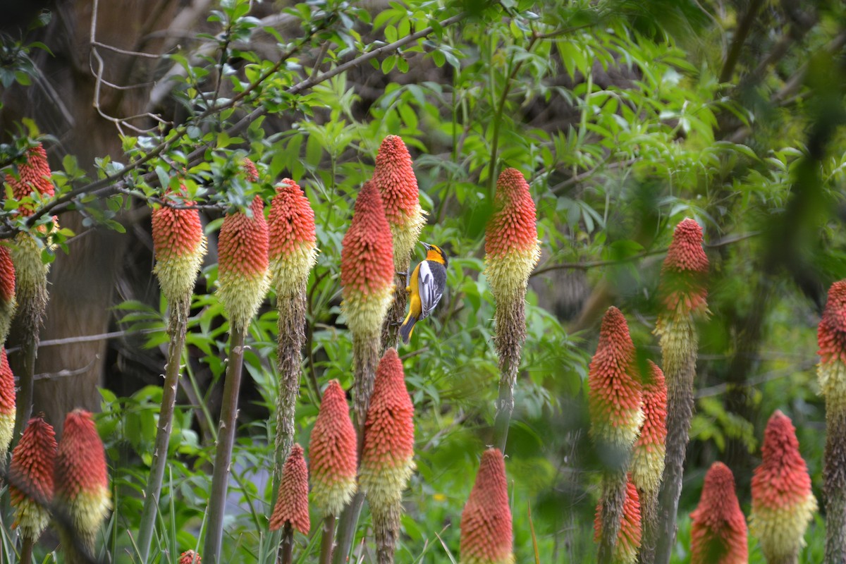 Bullock's Oriole - ML230779331