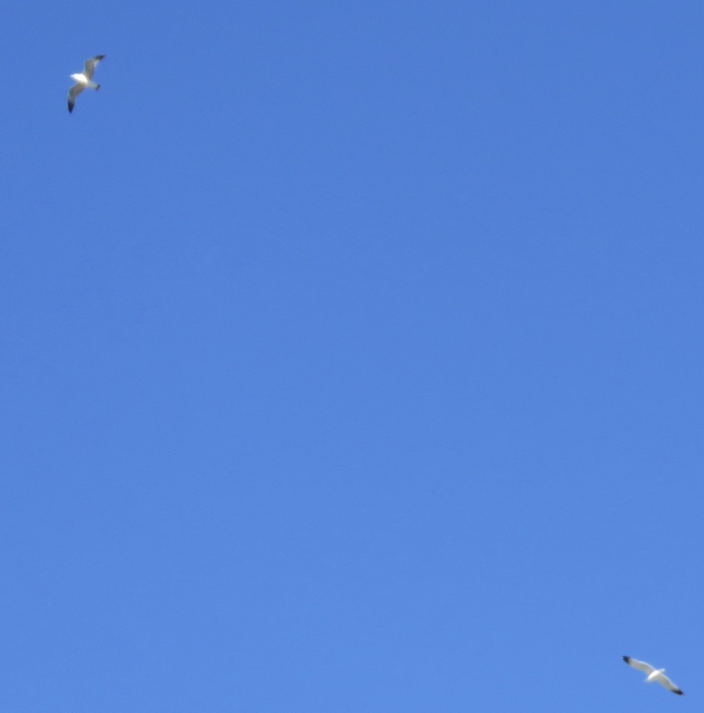 California Gull - ML230780491