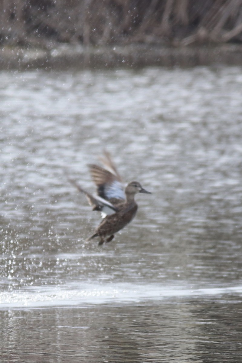 Blue-winged Teal - ML230781161