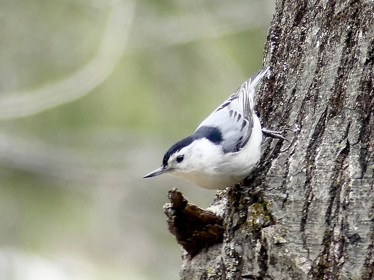 White-breasted Nuthatch - ML230781351