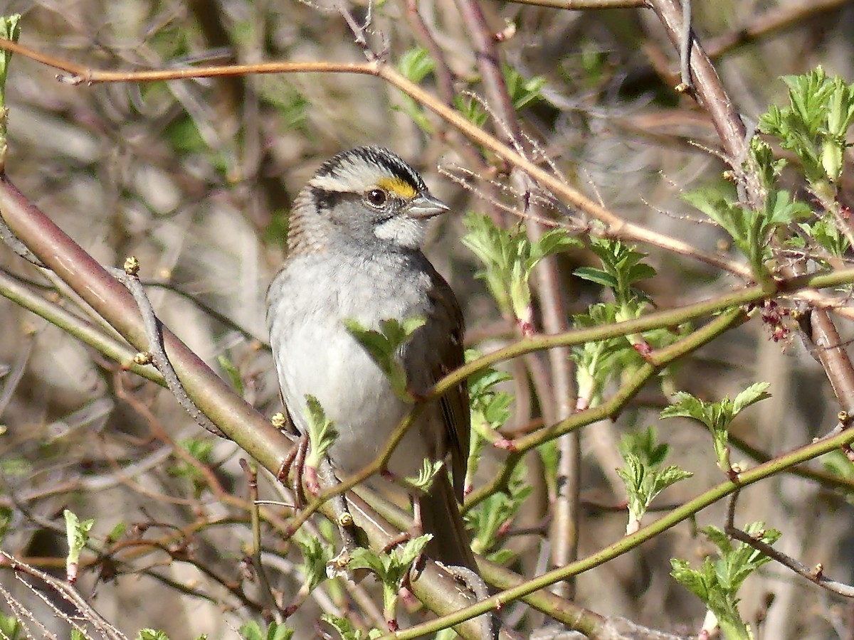 White-throated Sparrow - ML230782131