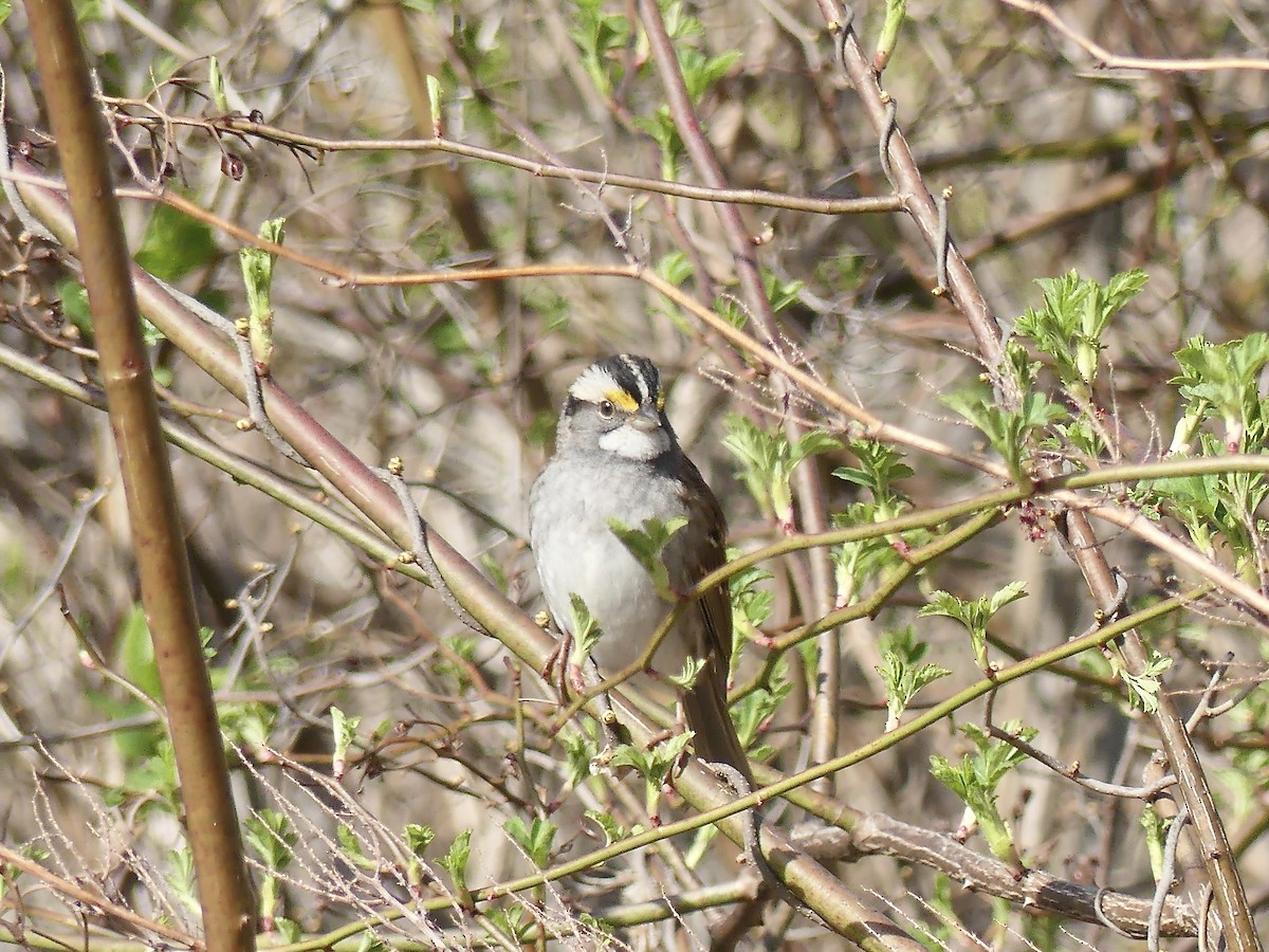 White-throated Sparrow - ML230782221