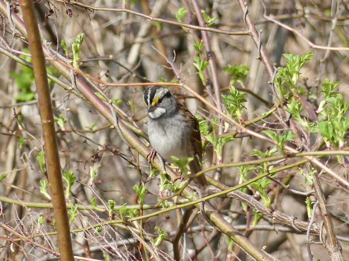 White-throated Sparrow - ML230782271