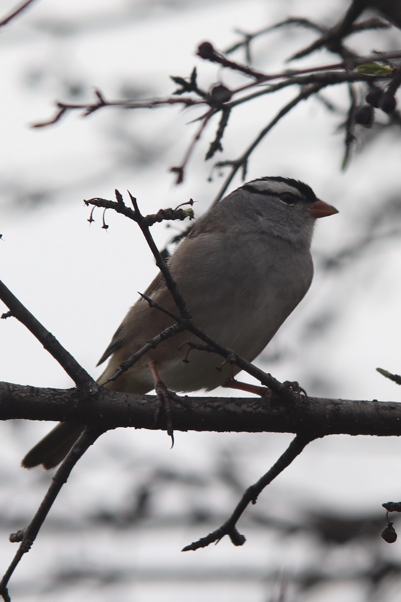White-crowned Sparrow - ML230783501
