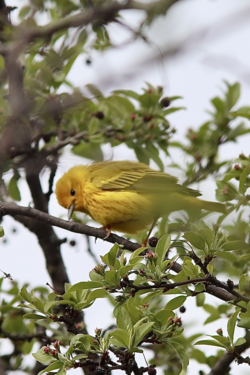 Yellow Warbler - ML230783551