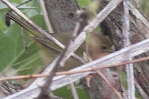 Orange-crowned Warbler - ML230783581