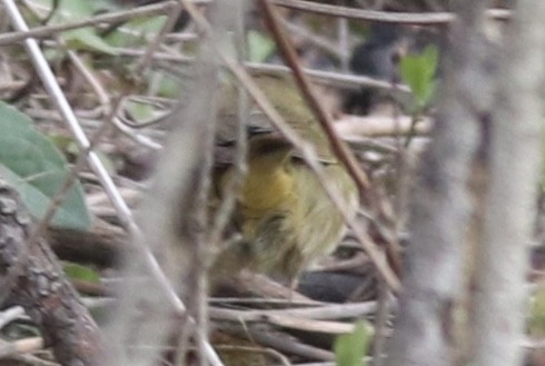 Orange-crowned Warbler - ML230783591
