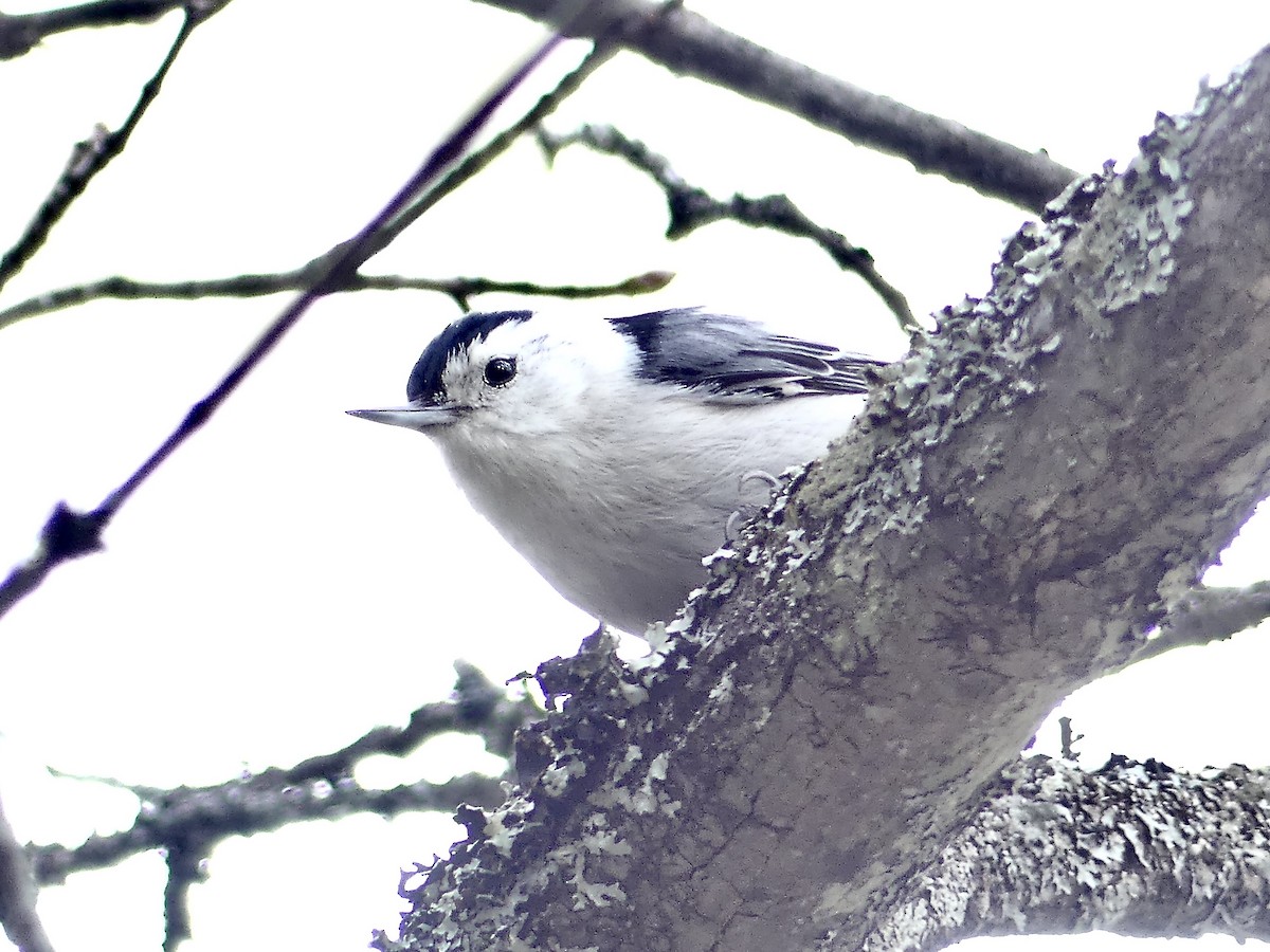 White-breasted Nuthatch - ML230783841