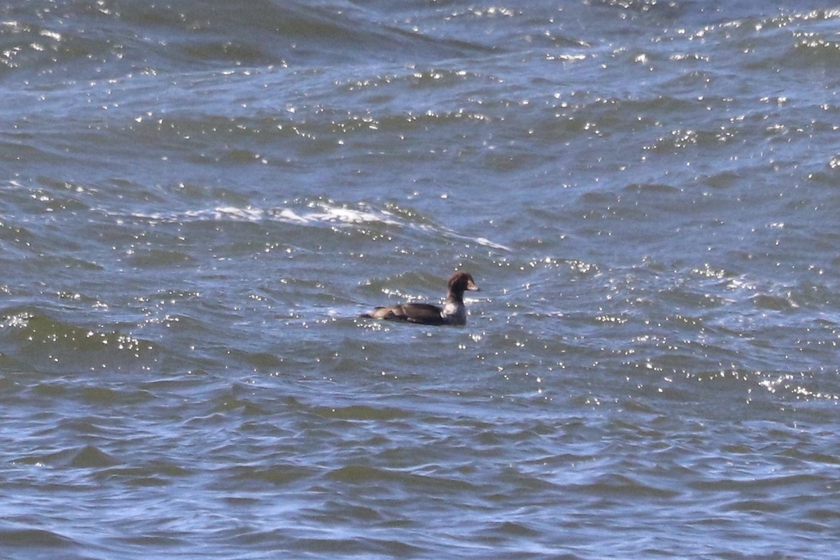 King Eider - Oliver Kew