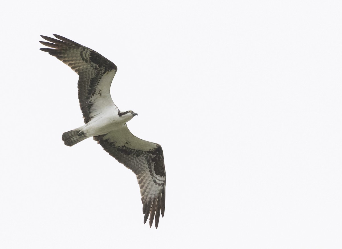 Osprey - ML230785031