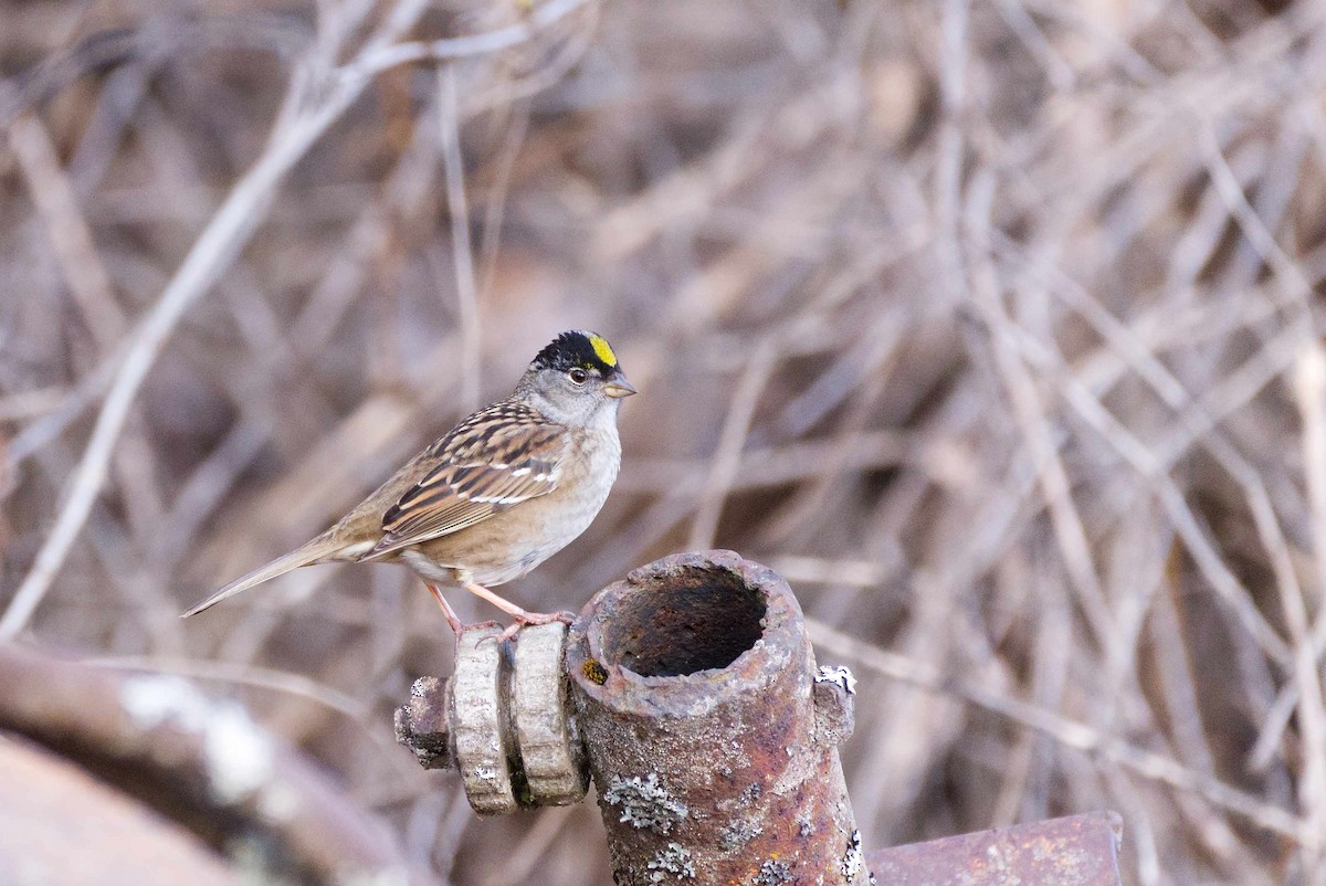 Golden-crowned Sparrow - ML230786071