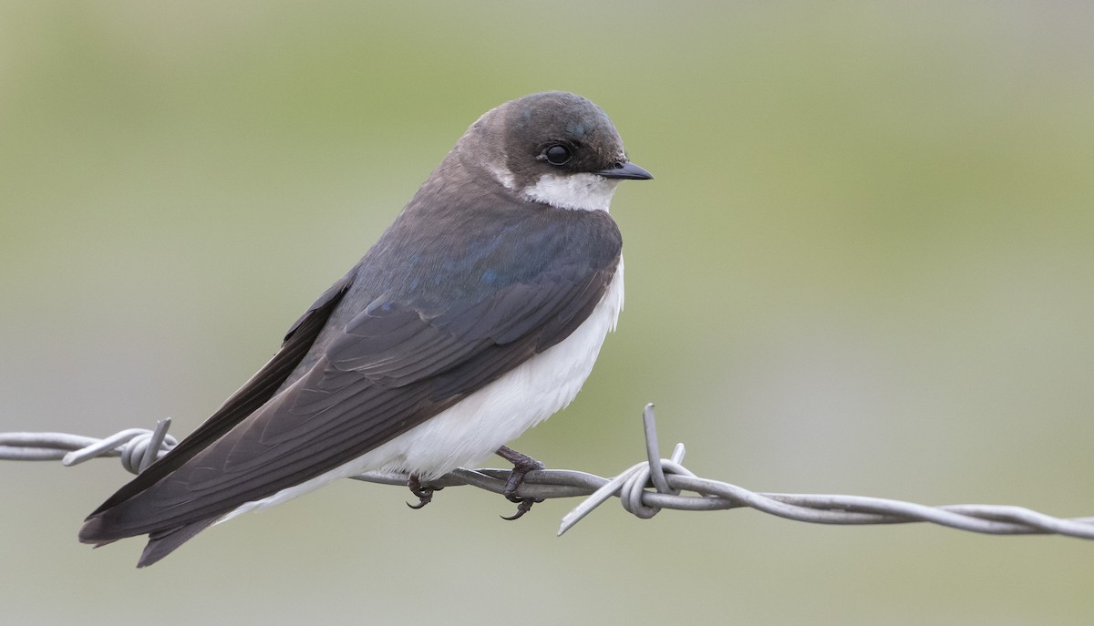 Tree Swallow - ML230786261