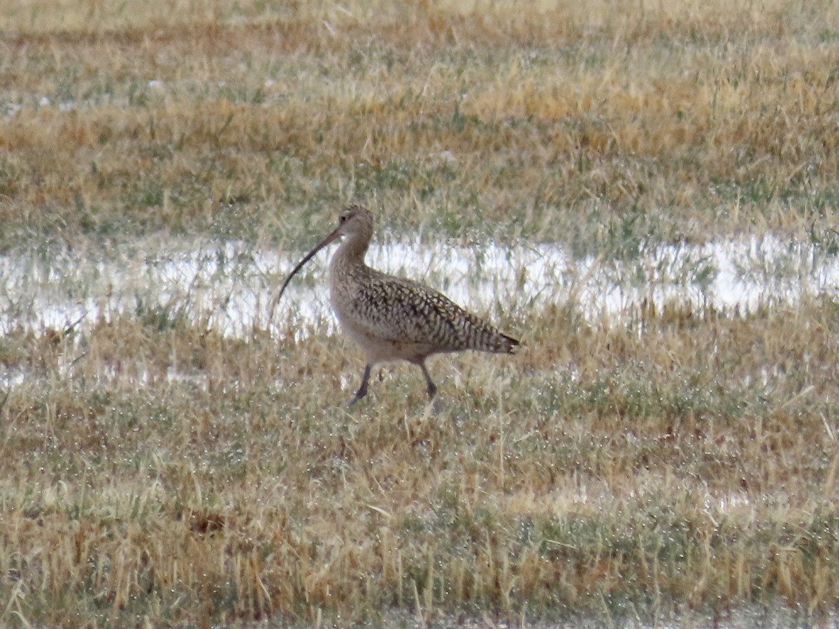 Long-billed Curlew - ML230786461