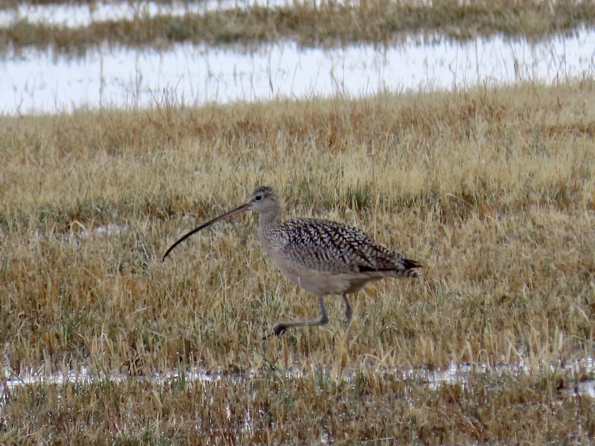 Long-billed Curlew - ML230786511