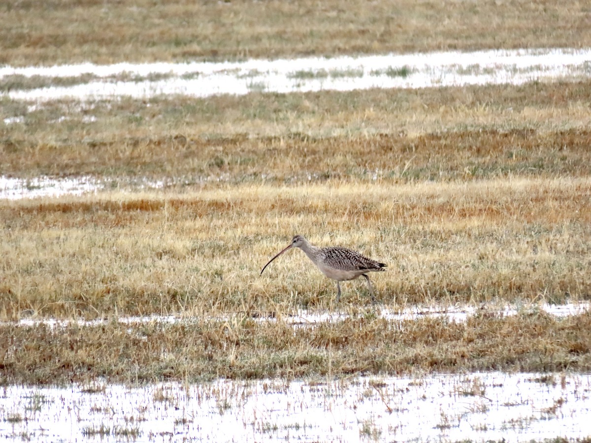 Long-billed Curlew - ML230786581