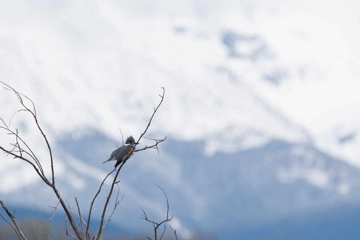 Belted Kingfisher - ML230786781