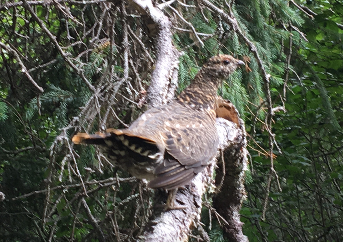 Spruce Grouse - ML230786901