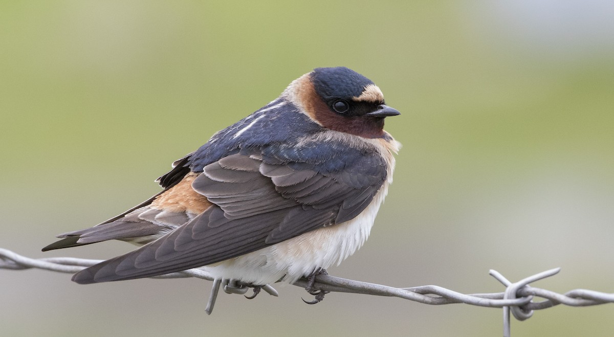 Cliff Swallow - ML230787451