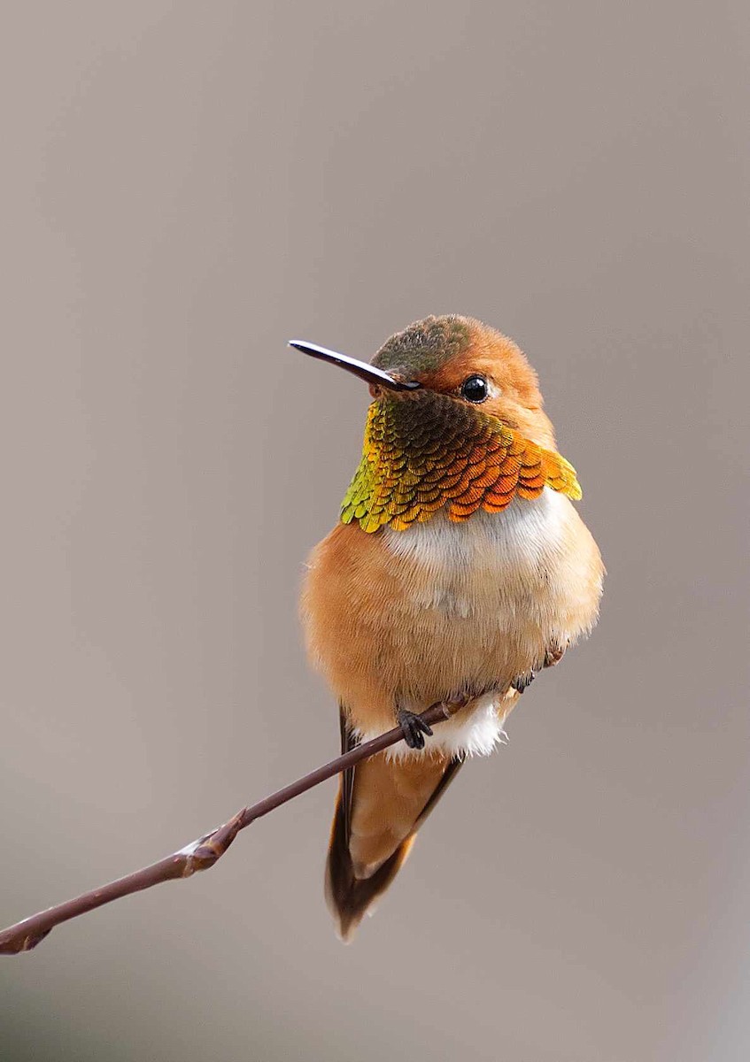 Rufous Hummingbird - ML230787511