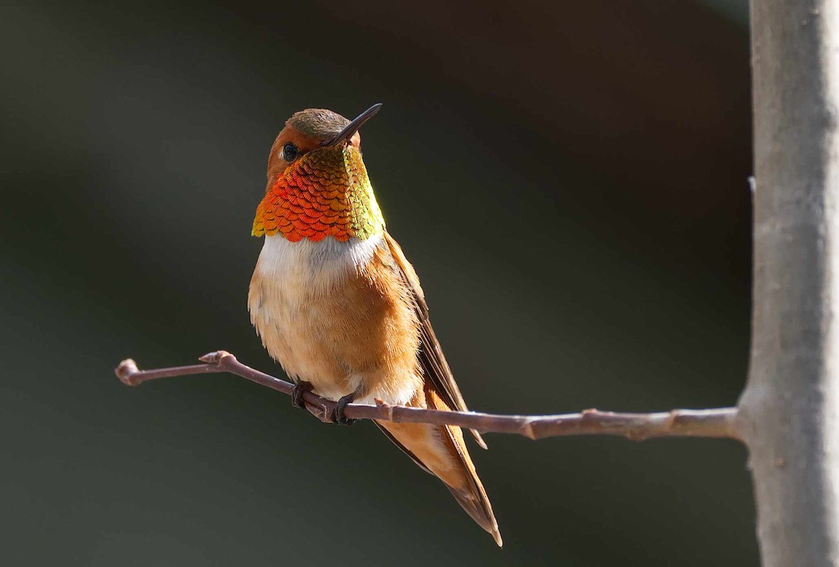 Rufous Hummingbird - ML230787521