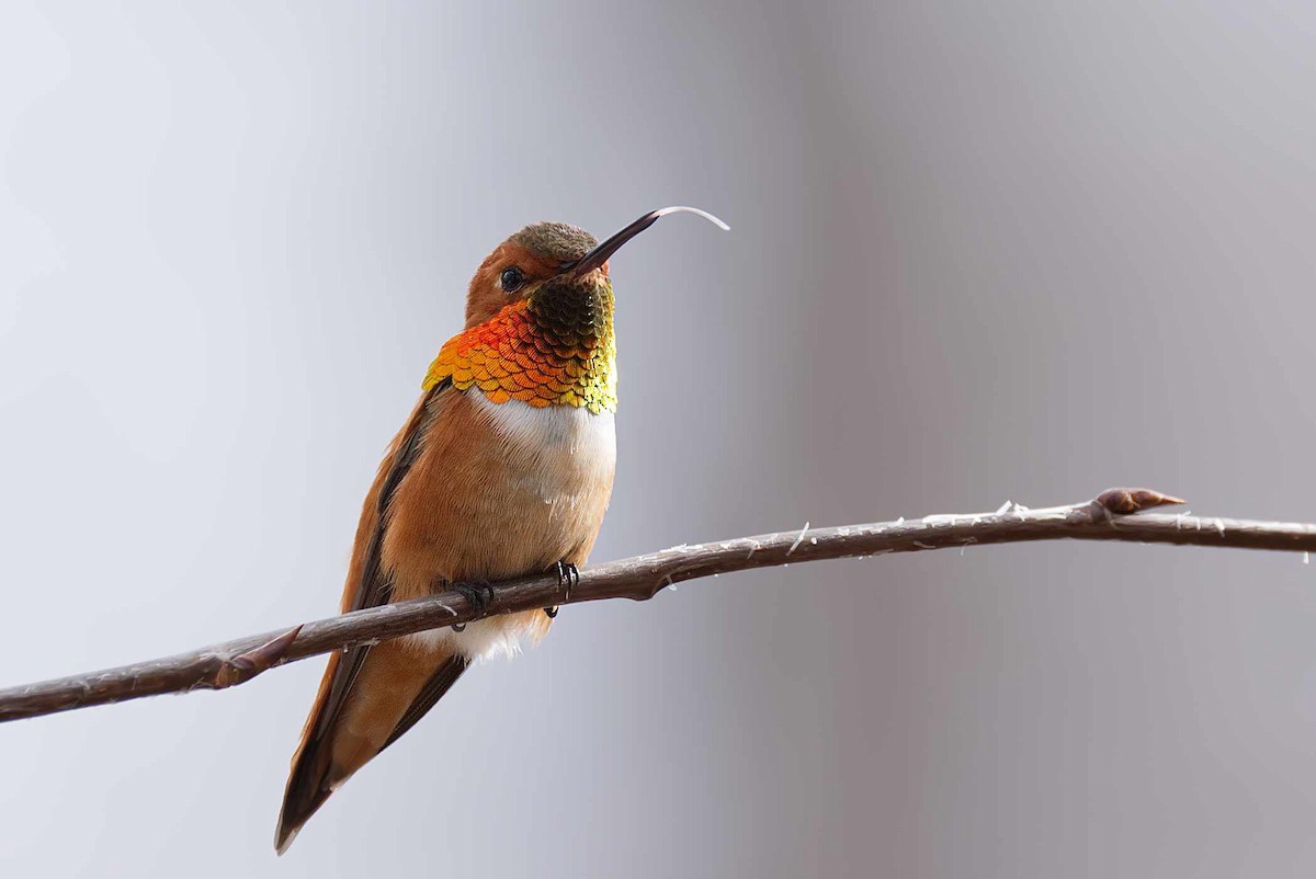 Rufous Hummingbird - ML230787531