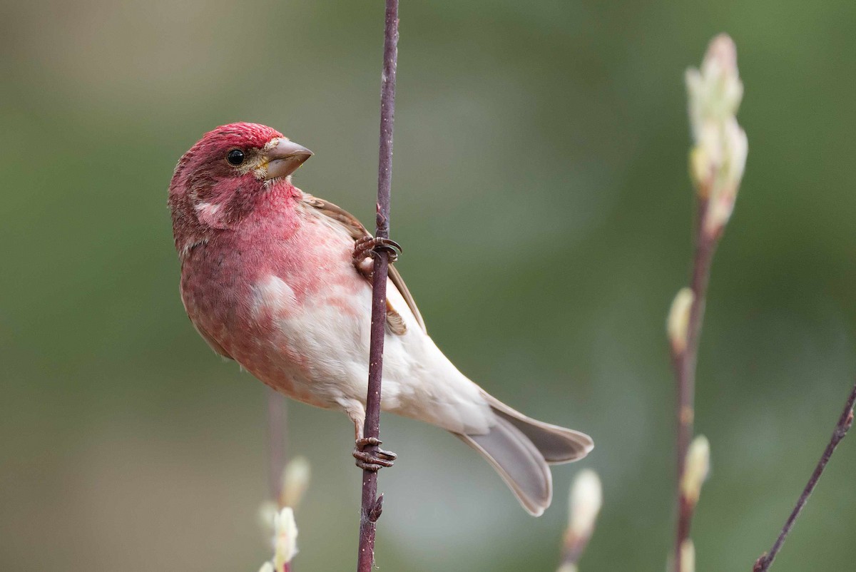 Purple Finch - ML230787601