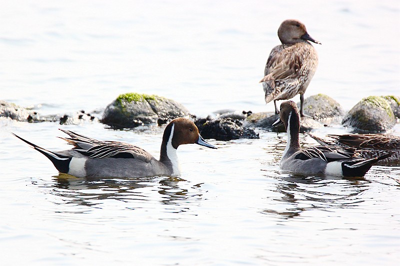 Northern Pintail - Roland Lo