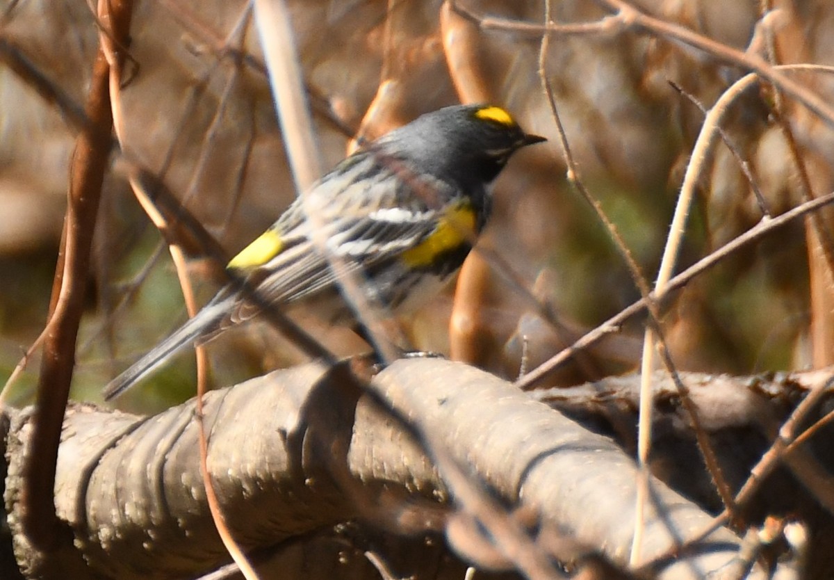 lesňáček žlutoskvrnný (ssp. coronata) - ML230787981