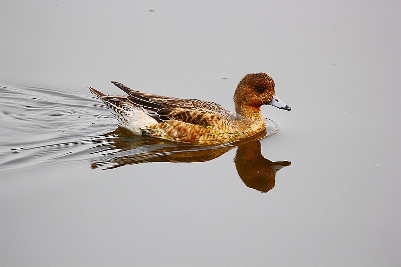 Eurasian Wigeon - Roland Lo