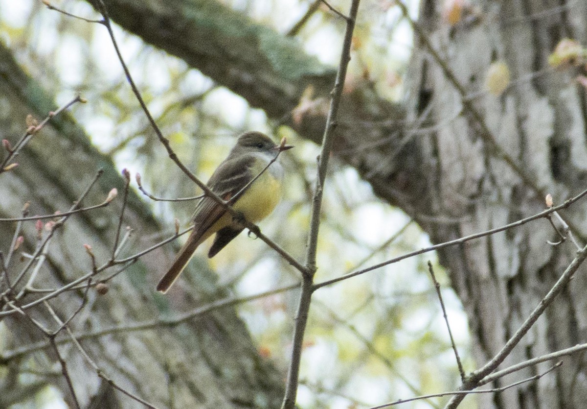 Great Crested Flycatcher - ML230788841