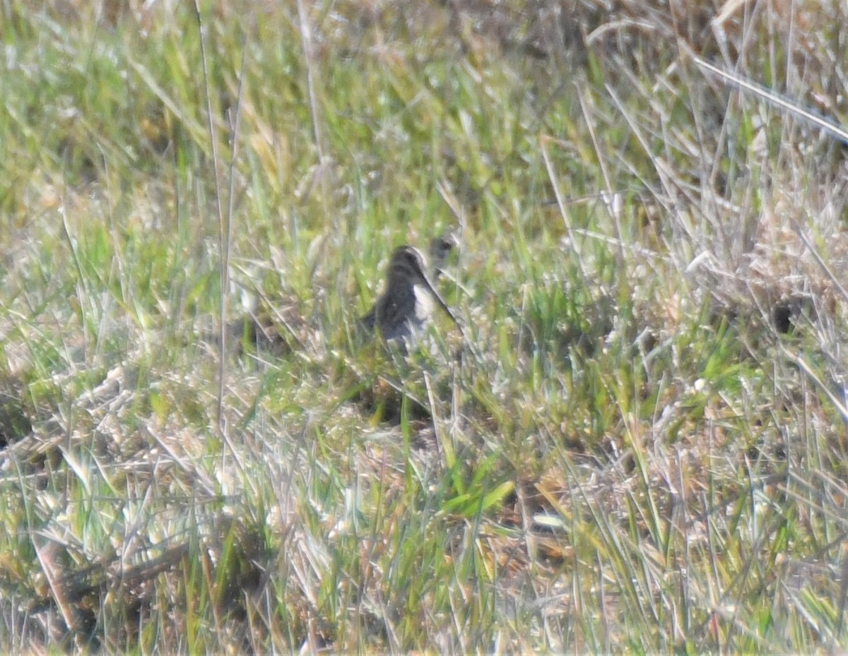 Wilson's Snipe - ML230788961