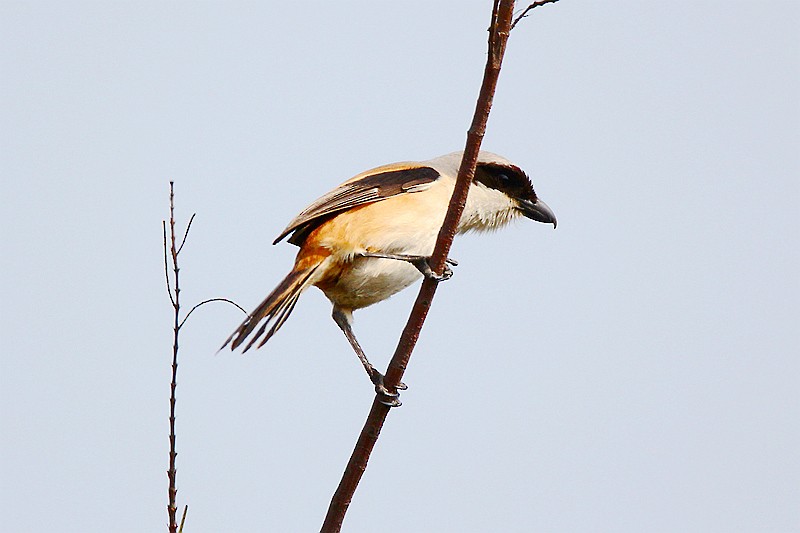 Long-tailed Shrike - ML23078971