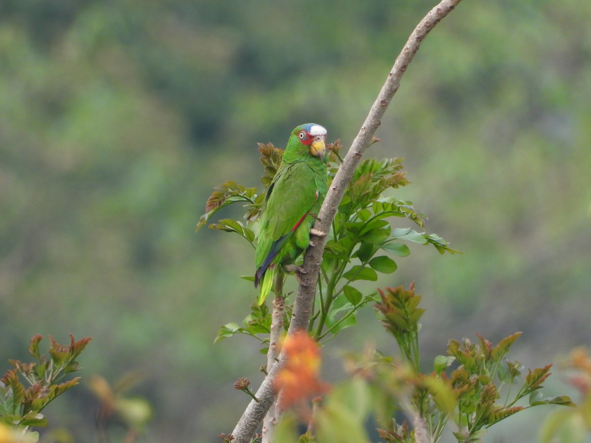 White-fronted Parrot - Francisco Rovelo