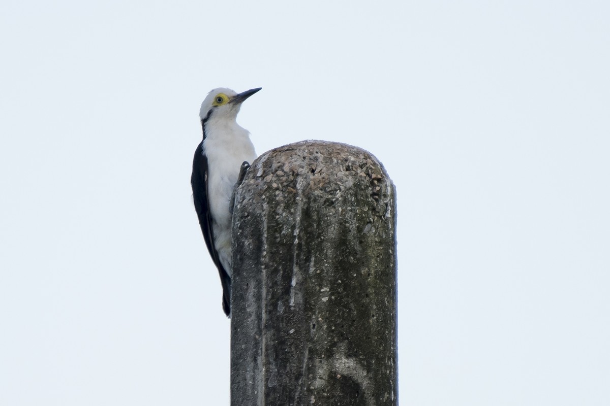 White Woodpecker - ML230790781