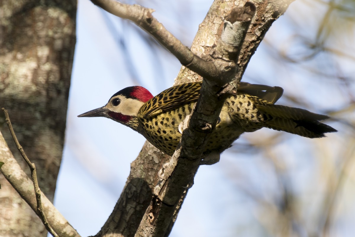 Green-barred Woodpecker - ML230790841
