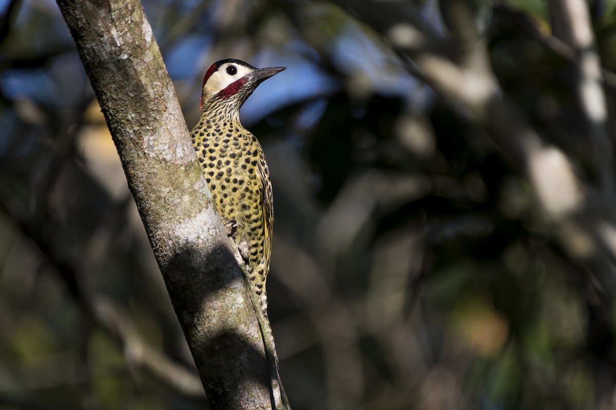 Green-barred Woodpecker - ML230790861