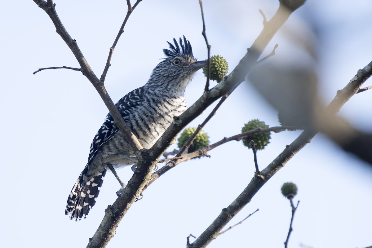 Barred Antshrike (Barred) - ML230790991