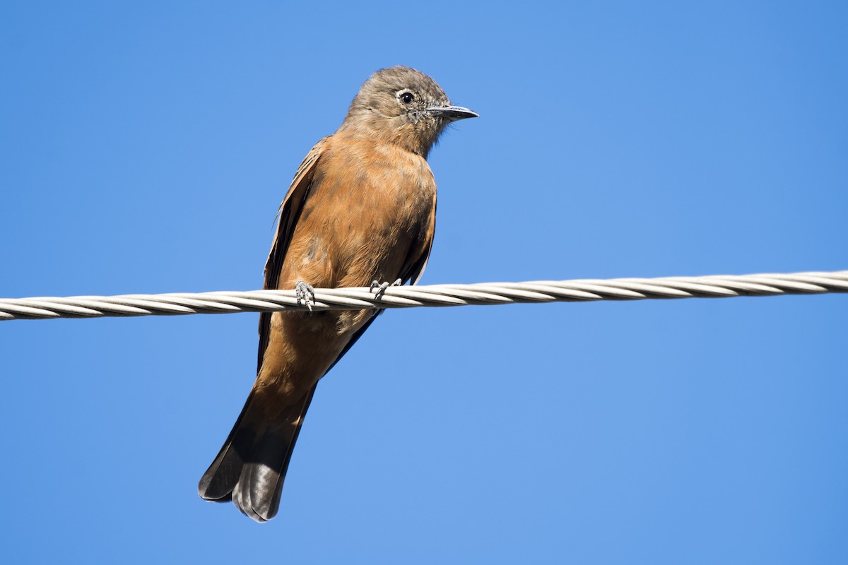 Cliff Flycatcher - ML230791081