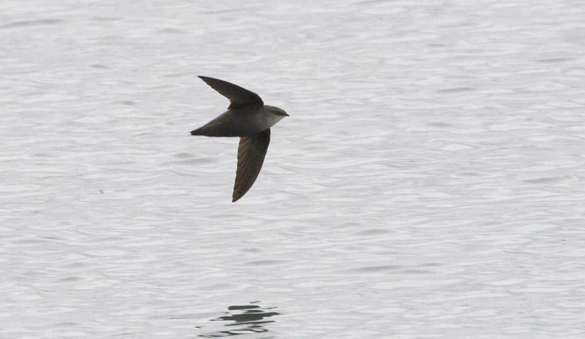 Chimney Swift - ML230791201