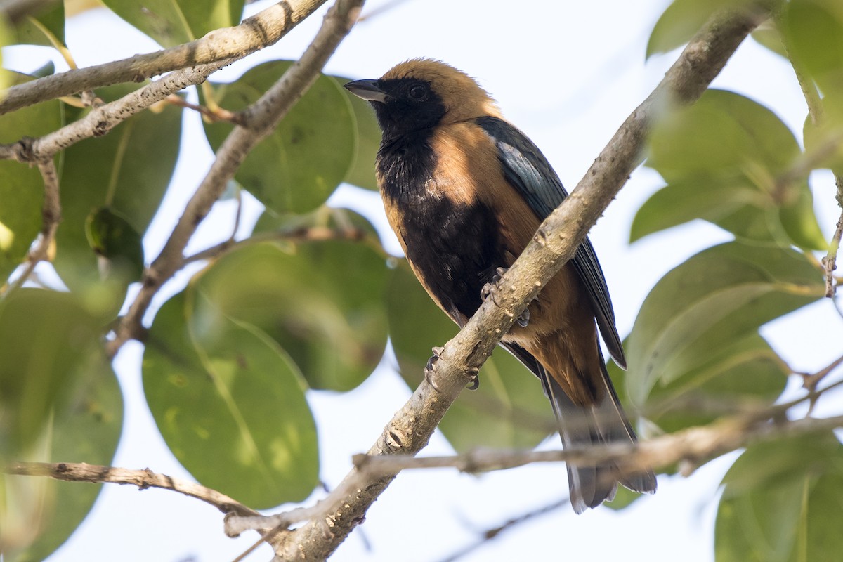 Burnished-buff Tanager - ML230791521