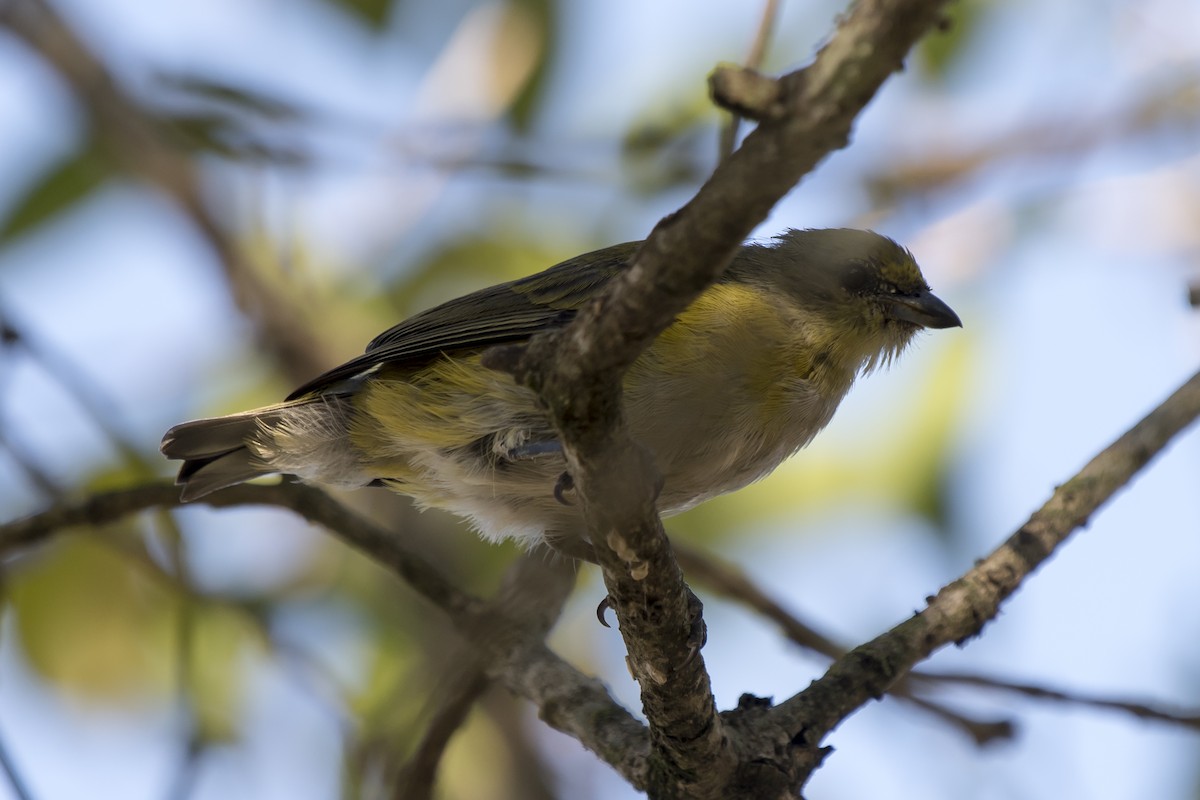 Purple-throated Euphonia - ML230791701